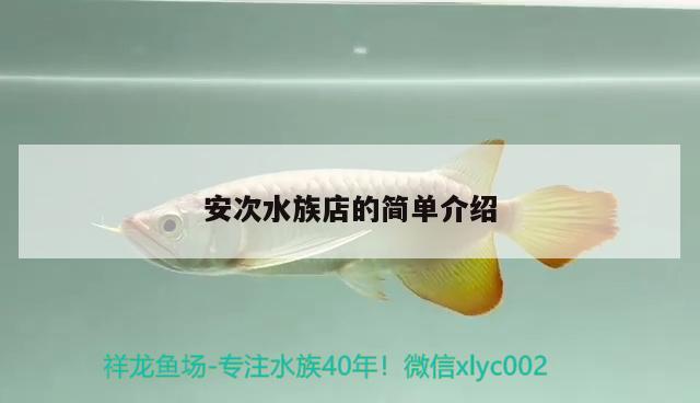 安次水族店的簡單介紹