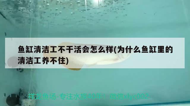 魚缸清潔工不干活會怎么樣(為什么魚缸里的清潔工養(yǎng)不住) 紅魔王銀版魚