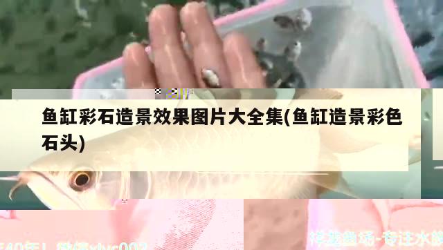 魚缸用殺菌藥后還用換水嗎(魚缸換魚用換新水嗎用殺菌嗎) 祥龍水族濾材/器材