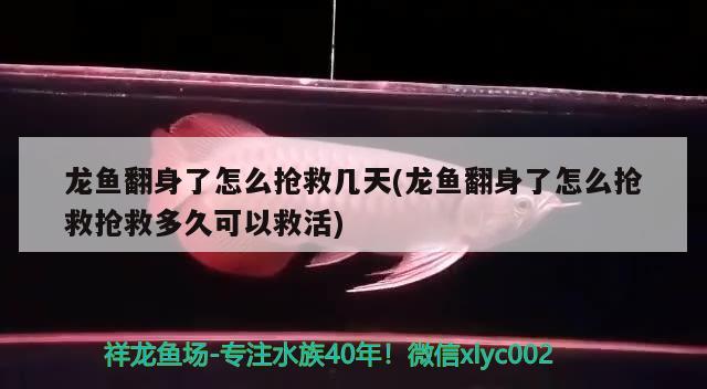 龍魚翻身了怎么搶救幾天(龍魚翻身了怎么搶救搶救多久可以救活) 胭脂孔雀龍魚