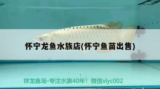 懷寧龍魚水族店(懷寧魚苗出售) 大白鯊魚