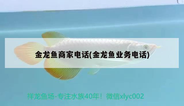 金龍魚商家電話(金龍魚業(yè)務(wù)電話)