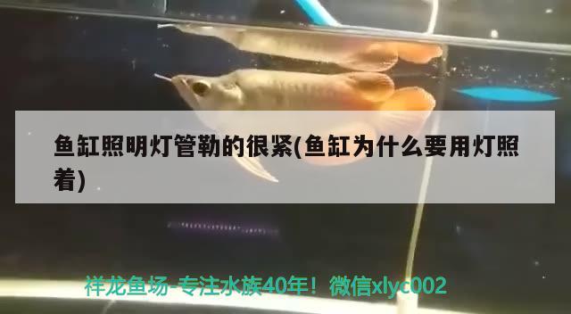 魚缸照明燈管勒的很緊(魚缸為什么要用燈照著) 蝴蝶鯉