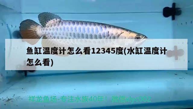 魚缸溫度計怎么看12345度(水缸溫度計怎么看) 虎魚魚苗