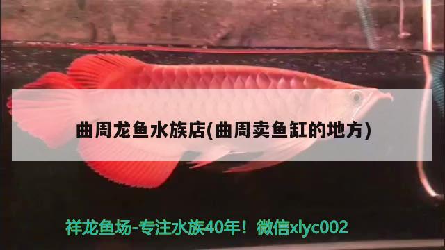 曲周龍魚水族店(曲周賣魚缸的地方) 祥龍赫舞紅龍魚