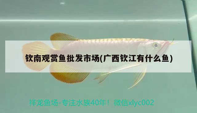 欽南觀賞魚批發(fā)市場(廣西欽江有什么魚) 觀賞魚批發(fā)