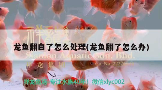 龍魚翻白了怎么處理(龍魚翻了怎么辦)