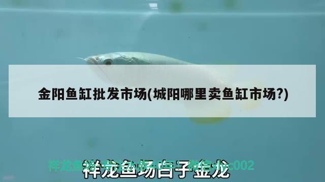 金陽魚缸批發(fā)市場(城陽哪里賣魚缸市場?) 綠皮皇冠豹魚