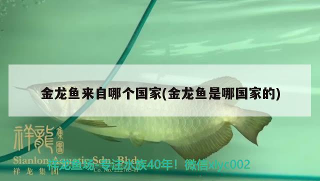 金龍魚來(lái)自哪個(gè)國(guó)家(金龍魚是哪國(guó)家的)