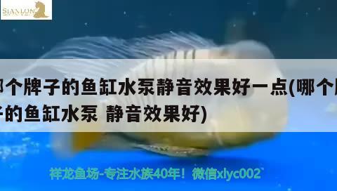 哪個牌子的魚缸水泵靜音效果好一點(哪個牌子的魚缸水泵靜音效果好) 魚缸水泵 第2張