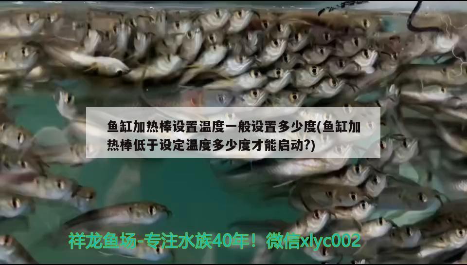 魚(yú)缸加熱棒設(shè)置溫度一般設(shè)置多少度(魚(yú)缸加熱棒低于設(shè)定溫度多少度才能啟動(dòng)?) 魚(yú)缸/水族箱