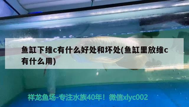 魚缸下維c有什么好處和壞處(魚缸里放維c有什么用) 豹紋夫魚苗