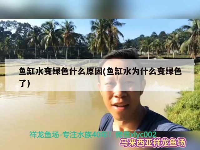 魚缸水變綠色什么原因(魚缸水為什么變綠色了) 泰龐海鰱魚