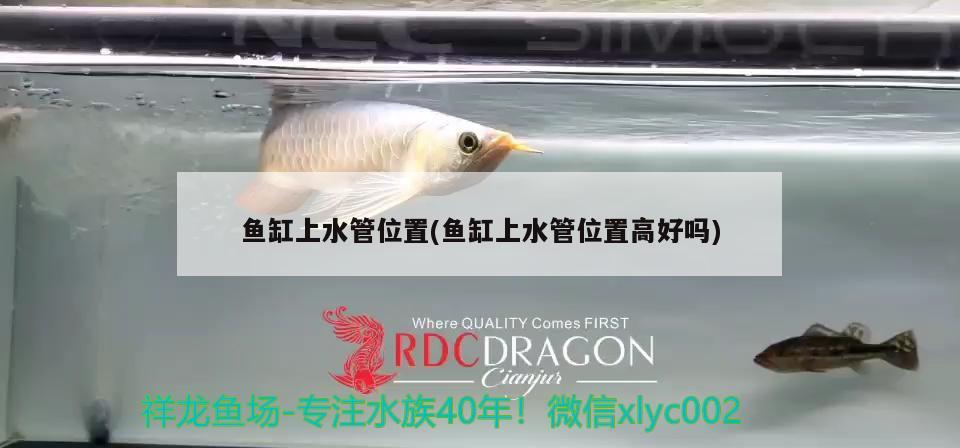 魚(yú)缸上水管位置(魚(yú)缸上水管位置高好嗎) 細(xì)線銀板魚(yú)苗