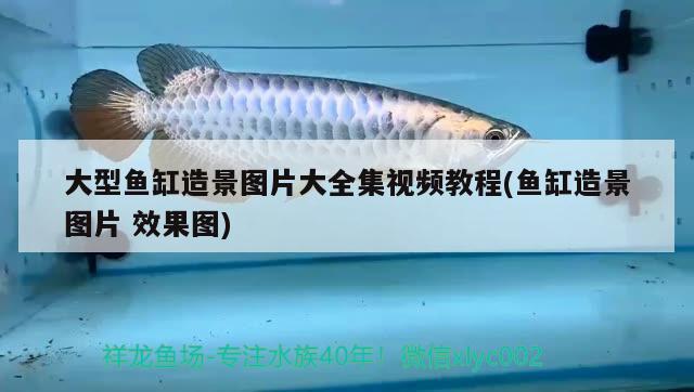 大型魚缸造景圖片大全集視頻教程(魚缸造景圖片效果圖) 雙線側(cè)魚 第1張