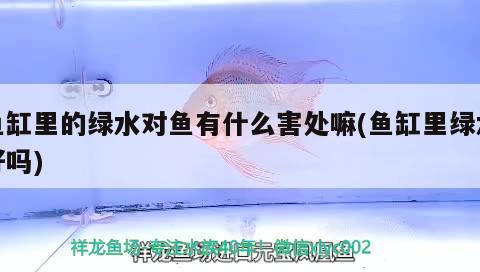 魚缸里的綠水對魚有什么害處嘛(魚缸里綠水好嗎) 孵化器