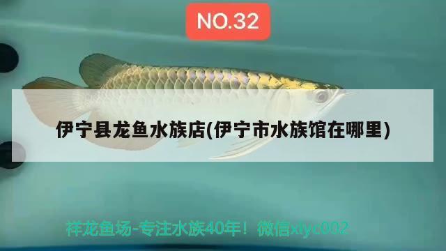 伊寧縣龍魚水族店(伊寧市水族館在哪里) 一眉道人魚苗