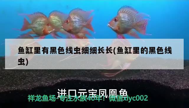 魚(yú)缸里有黑色線(xiàn)蟲(chóng)細(xì)細(xì)長(zhǎng)長(zhǎng)(魚(yú)缸里的黑色線(xiàn)蟲(chóng)) 可麗愛(ài)魚(yú)缸