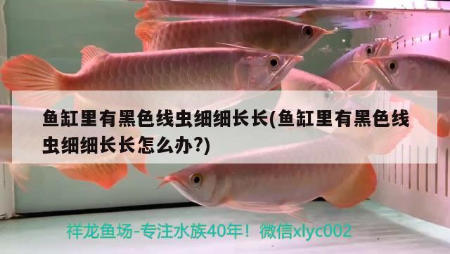 魚缸里有黑色線蟲細(xì)細(xì)長長(魚缸里有黑色線蟲細(xì)細(xì)長長怎么辦?)