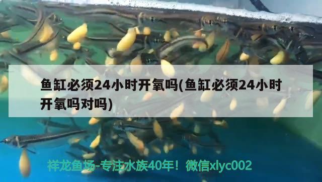 魚缸必須24小時開氧嗎(魚缸必須24小時開氧嗎對嗎)