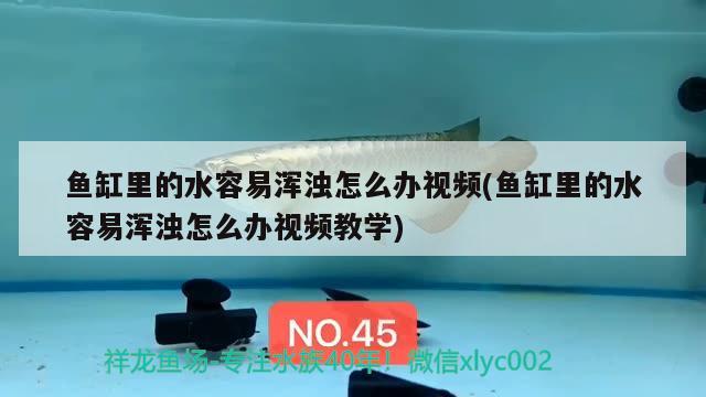 魚(yú)缸里的水容易渾濁怎么辦視頻(魚(yú)缸里的水容易渾濁怎么辦視頻教學(xué)) 黃金達(dá)摩魚(yú)