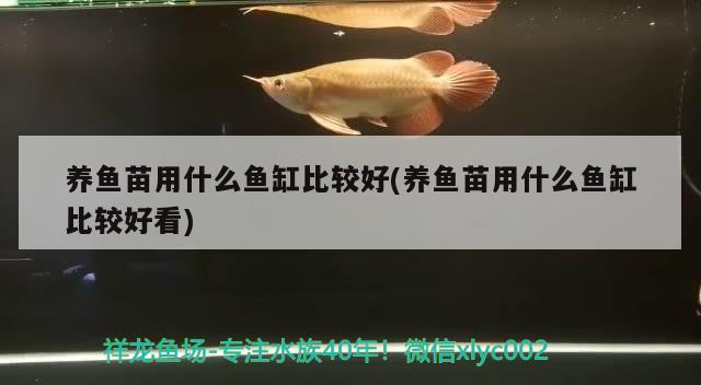 養(yǎng)魚苗用什么魚缸比較好(養(yǎng)魚苗用什么魚缸比較好看)