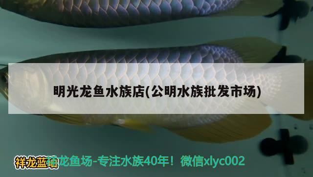 明光龍魚水族店(公明水族批發(fā)市場) 觀賞魚水族批發(fā)市場