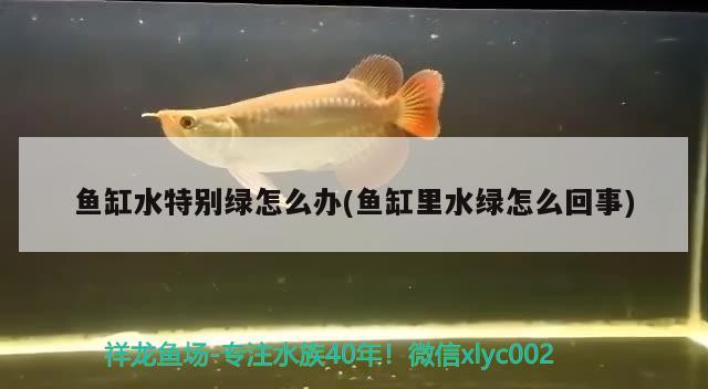 魚缸水特別綠怎么辦(魚缸里水綠怎么回事)