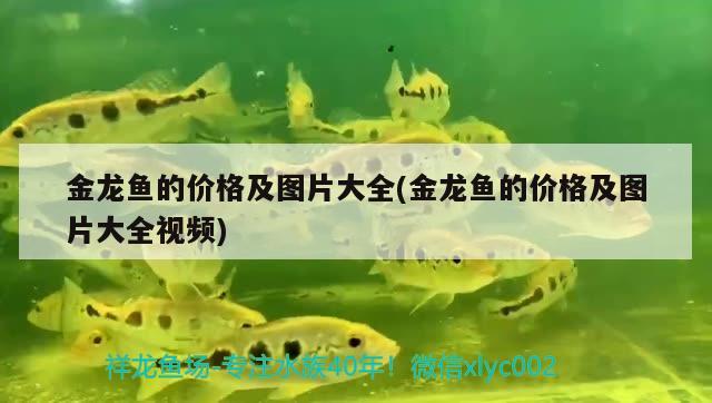 金龍魚的價格及圖片大全(金龍魚的價格及圖片大全視頻)