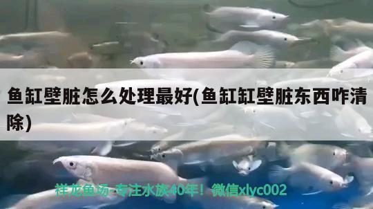 魚缸壁臟怎么處理最好(魚缸缸壁臟東西咋清除)