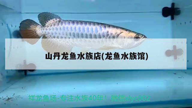 山丹龍魚水族店(龍魚水族館) 國產(chǎn)元寶鳳凰魚