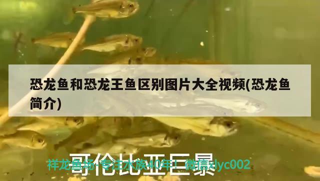 恐龍魚和恐龍王魚區(qū)別圖片大全視頻(恐龍魚簡介) 恐龍王魚