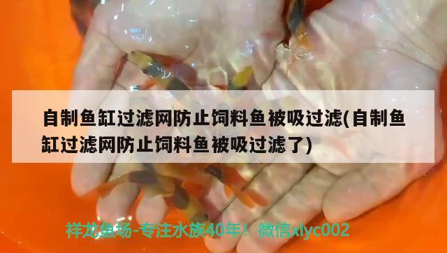 自制魚缸過濾網(wǎng)防止飼料魚被吸過濾(自制魚缸過濾網(wǎng)防止飼料魚被吸過濾了) 金老虎魚