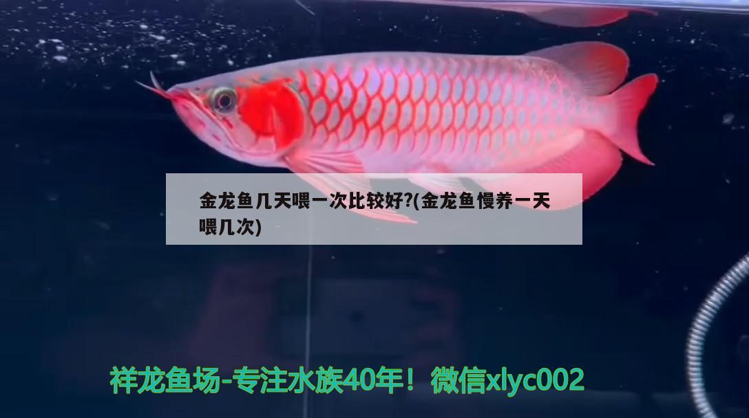 金龍魚幾天喂一次比較好?(金龍魚慢養(yǎng)一天喂幾次)