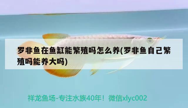 羅非魚在魚缸能繁殖嗎怎么養(yǎng)(羅非魚自己繁殖嗎能養(yǎng)大嗎) 月光鴨嘴魚苗