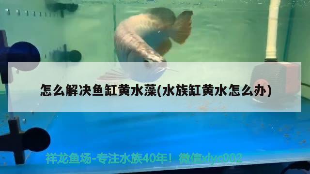 怎么解決魚缸黃水藻(水族缸黃水怎么辦) 虎紋銀版魚