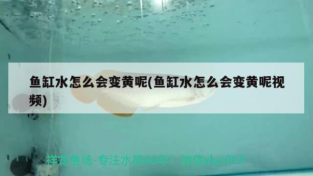 魚缸水怎么會(huì)變黃呢(魚缸水怎么會(huì)變黃呢視頻)