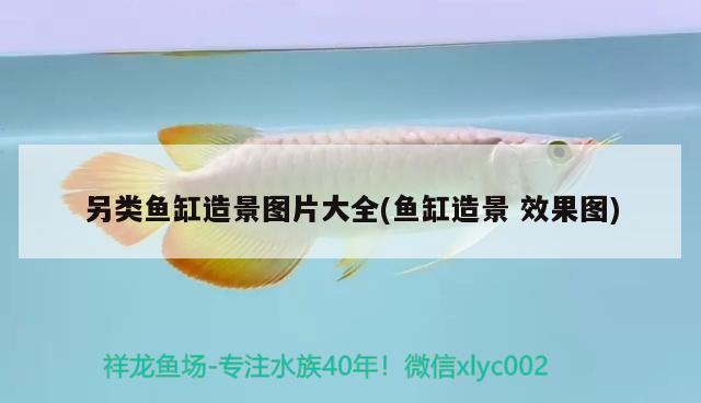 另類(lèi)魚(yú)缸造景圖片大全(魚(yú)缸造景效果圖) 七紋巨鯉魚(yú) 第1張