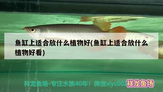 魚缸上適合放什么植物好(魚缸上適合放什么植物好看)