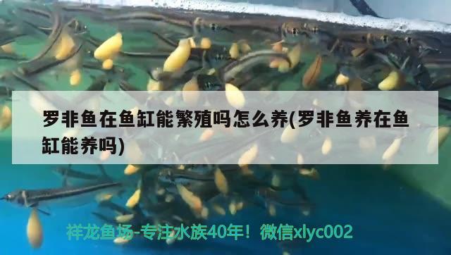 羅非魚在魚缸能繁殖嗎怎么養(yǎng)(羅非魚養(yǎng)在魚缸能養(yǎng)嗎) 祥龍水族護(hù)理水