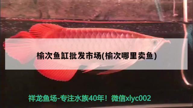 榆次魚缸批發(fā)市場(榆次哪里賣魚) 眼斑魚