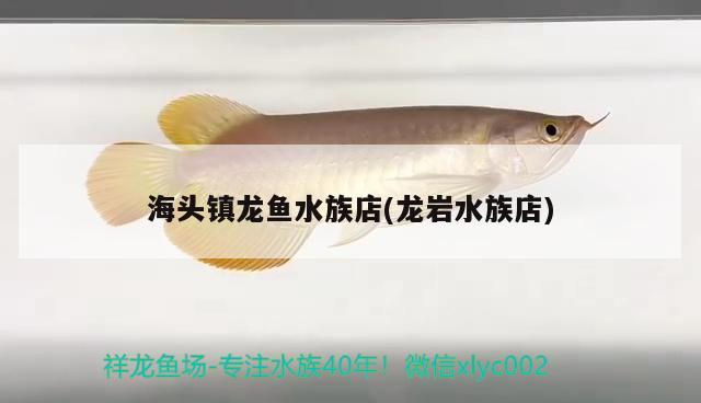 海頭鎮(zhèn)龍魚(yú)水族店(龍巖水族店) 南美異形觀賞魚(yú)