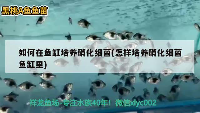 如何在魚缸培養(yǎng)硝化細菌(怎樣培養(yǎng)硝化細菌魚缸里) 硝化細菌