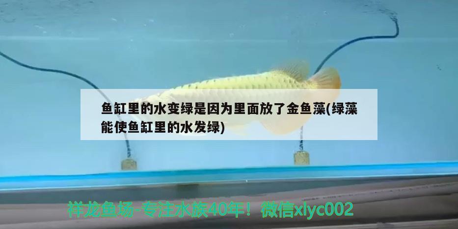 魚缸里的水變綠是因?yàn)槔锩娣帕私痿~藻(綠藻能使魚缸里的水發(fā)綠) 斑馬鴨嘴魚