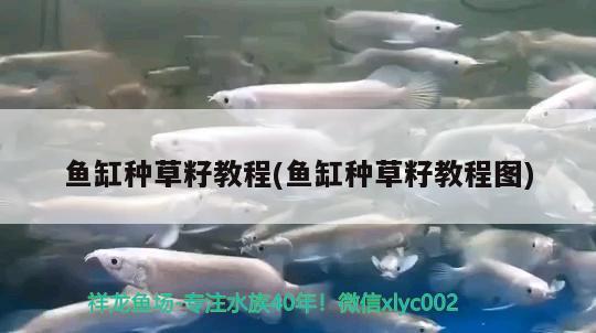 魚(yú)缸種草籽教程(魚(yú)缸種草籽教程圖) 祥龍藍(lán)珀金龍魚(yú)