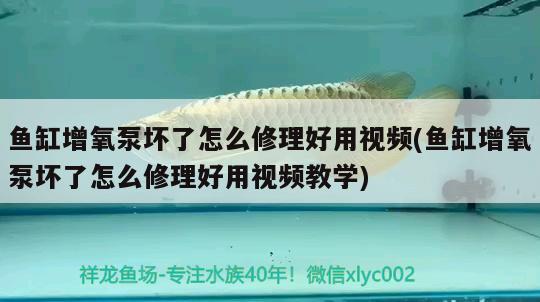 魚缸增氧泵壞了怎么修理好用視頻(魚缸增氧泵壞了怎么修理好用視頻教學(xué)) 黃金達(dá)摩魚