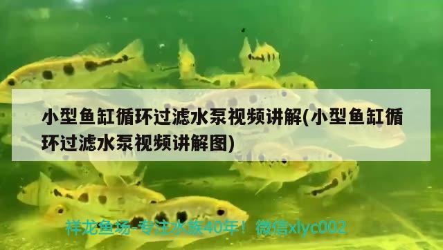 小型魚缸循環(huán)過濾水泵視頻講解(小型魚缸循環(huán)過濾水泵視頻講解圖)