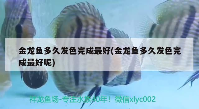 金龍魚多久發(fā)色完成最好(金龍魚多久發(fā)色完成最好呢)