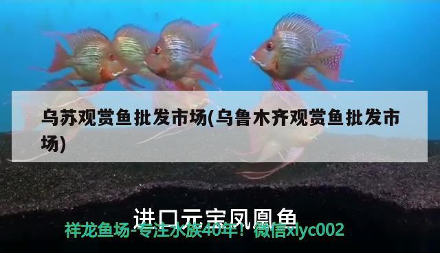 烏蘇觀賞魚(yú)批發(fā)市場(chǎng)(烏魯木齊觀賞魚(yú)批發(fā)市場(chǎng)) 觀賞魚(yú)批發(fā)