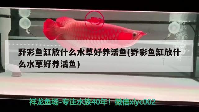 野彩魚(yú)缸放什么水草好養(yǎng)活魚(yú)(野彩魚(yú)缸放什么水草好養(yǎng)活魚(yú))